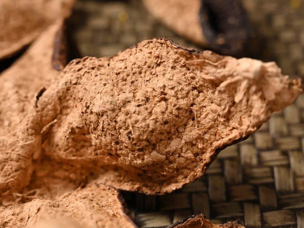 对于陈皮来说,分泌细胞中分泌的陈皮挥发油等物质越来越多,最终使细胞