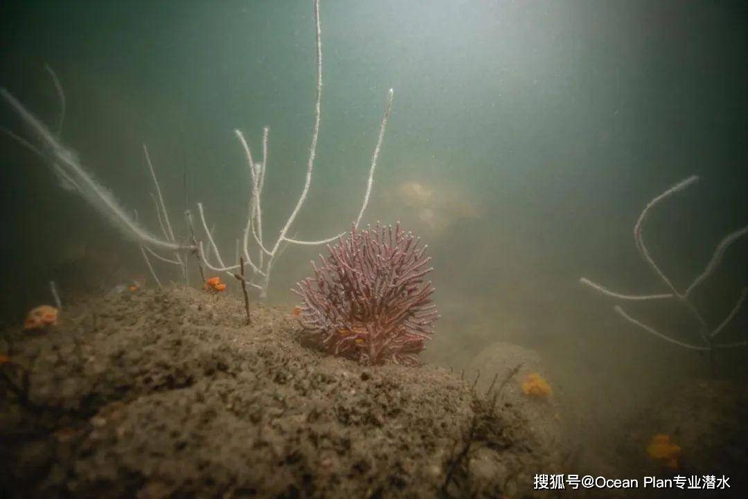 維港的海底生態系統,結果在維港發現了高達35種固著性表棲生物物種