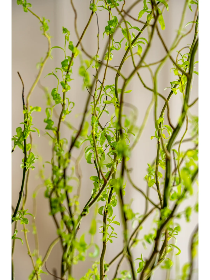 插花_线条_植物