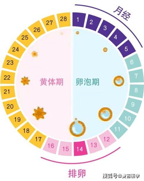 人们普遍忽视了作为重要的生殖健康评价工具的月经和月经周期。育龄女性在此期间可能经历了排卵和月经周期的