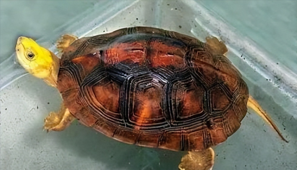 云南闭壳龟是自然界最为珍贵的财富,有椭圆形的甲壳,长相可爱