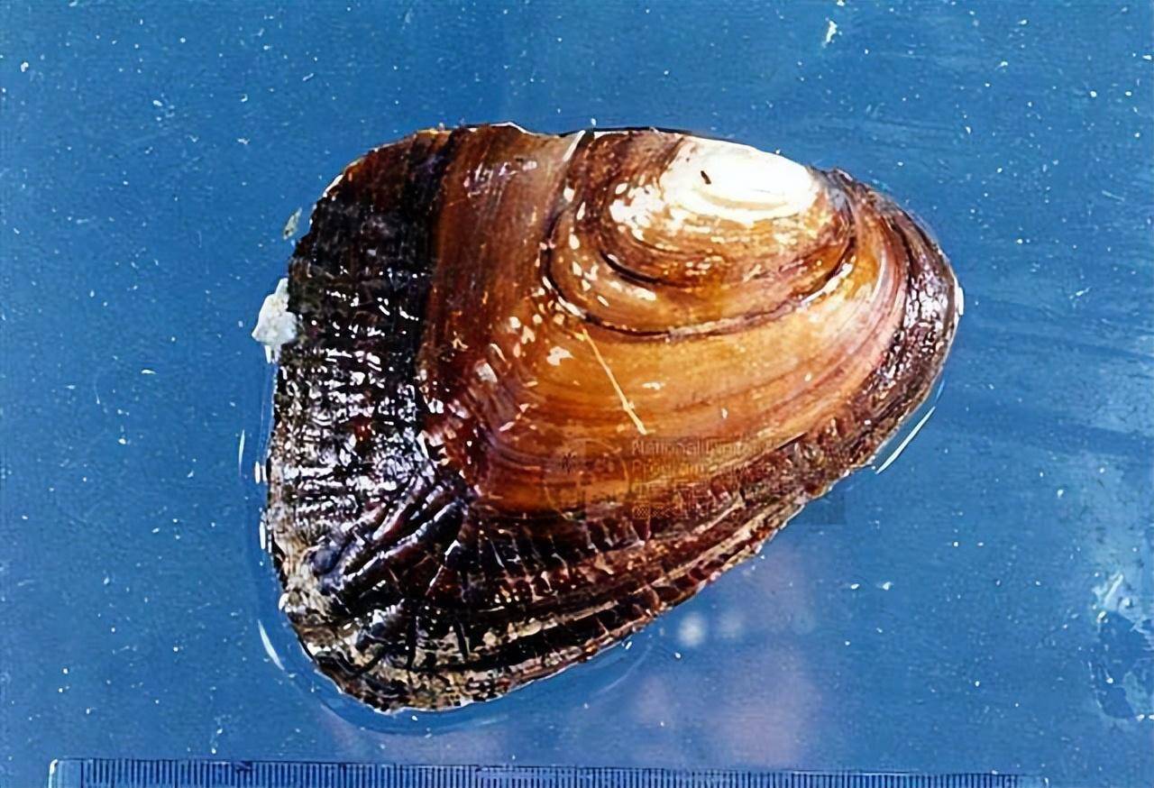 三角帆蚌,生活世界各地温暖的热带,亚热带海域的珊瑚礁环境中