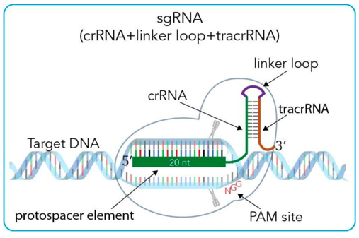 常用質粒載體的構建思路_基因_鑑定_sgrna