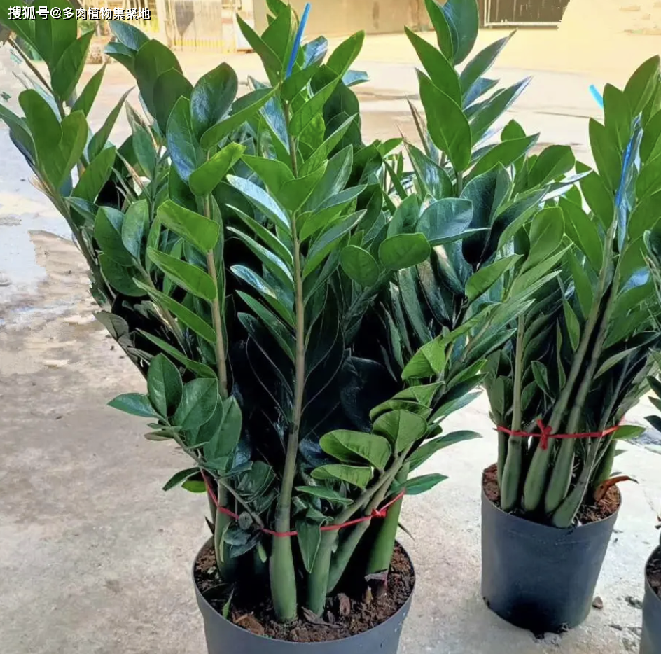 4种绿植摆玄关,是招财的象征,这4种绿植,不管是否喜欢,都得养_植物