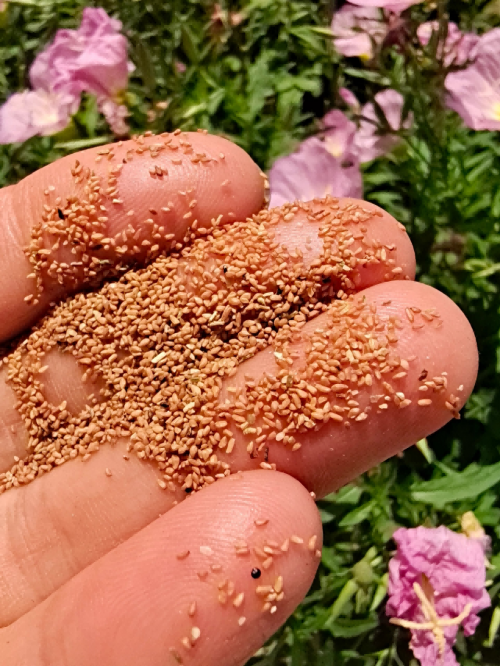 月见草播种手把手教你从种子到开花——花园传说_种植_进行_加工