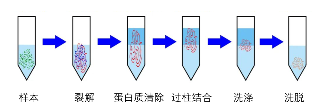 提取是分子克隆中常用的一種技術,即去除rna,將質粒與細菌基因組dna