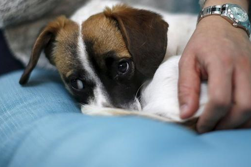 带狗狗绝育是件残忍的事,但这四个理由,让宠主不得不这么做!