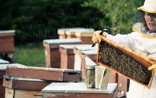 蜂王出房时虽然灵敏,但是要达到能够婚飞交尾的目的,这是不可能的