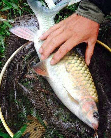 與草魚適應性強不同,軍魚對生活環境的要求要高得