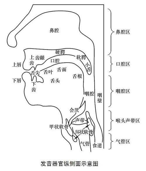 配音中的口腔控制:打造完美声音的秘诀