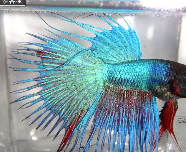 漂亮的中国斗鱼和艳丽的泰国斗鱼的区别和饲养方法_黑色_改良_品种