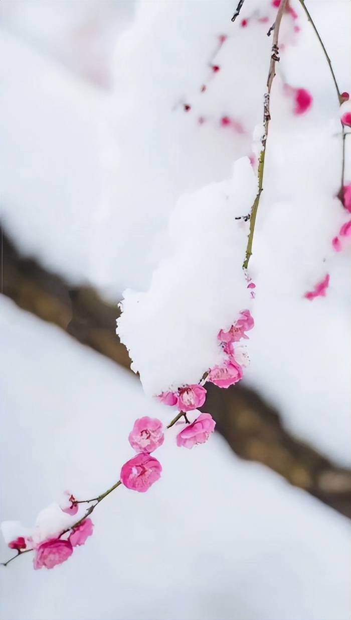 梅花图片大全雪景唯美图片