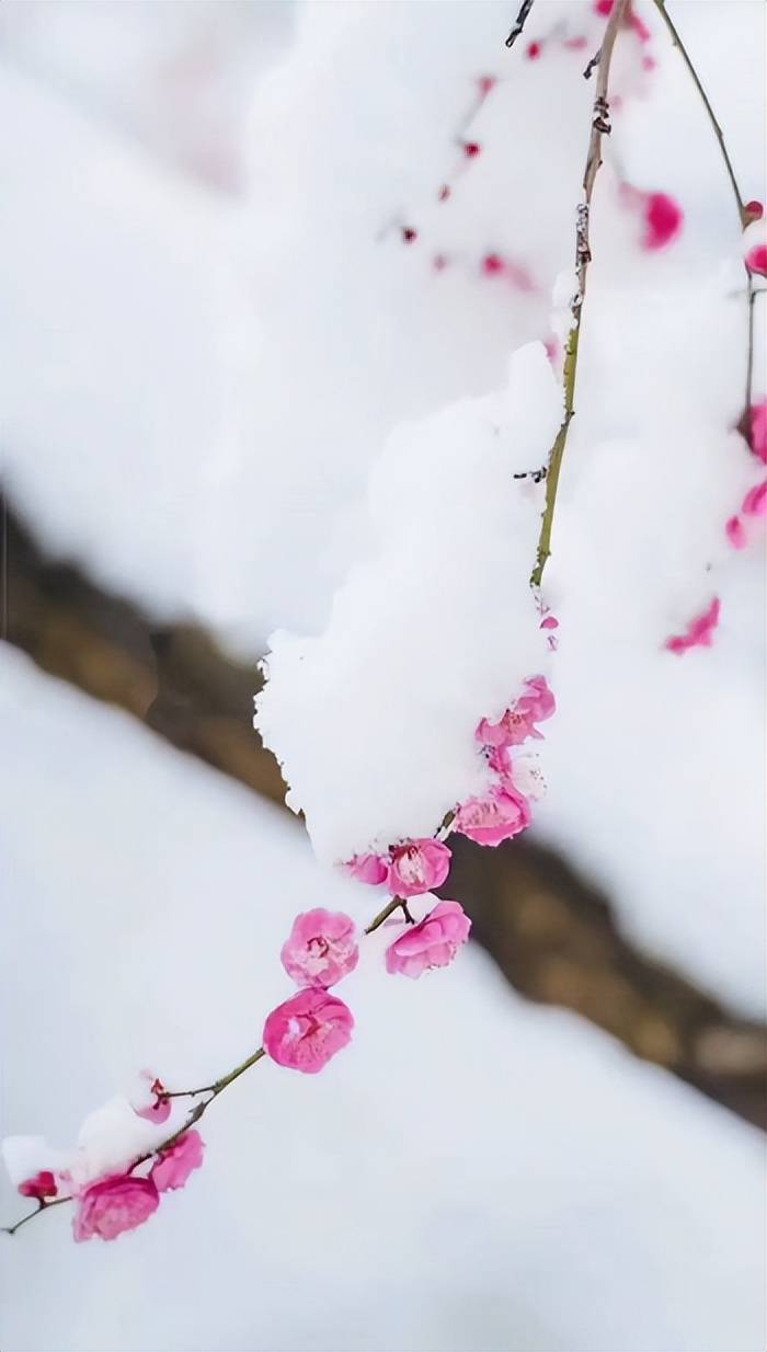 雪梅唯美图片图片