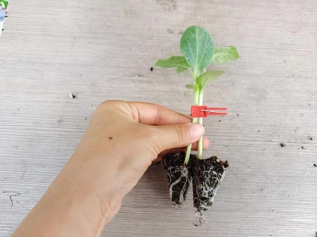 如何利用靠接育苗技术改良西瓜?详细解析!_砧木_接穗_管理