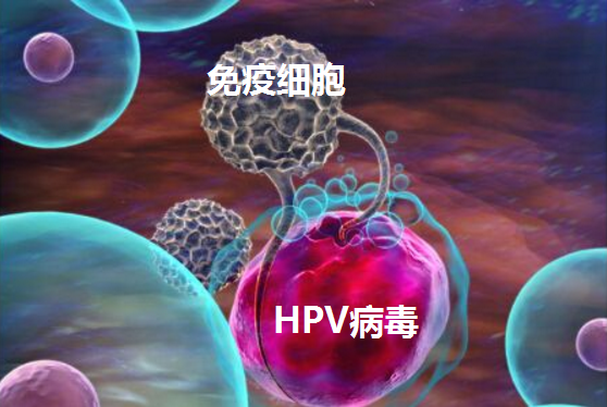 hpv病毒也可能會被人體清除_身體_女性_生活