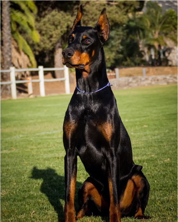 新疆地区的猛犬图片