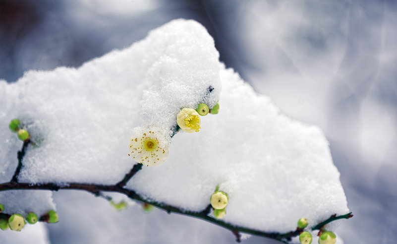 唯美雪梅图片图片