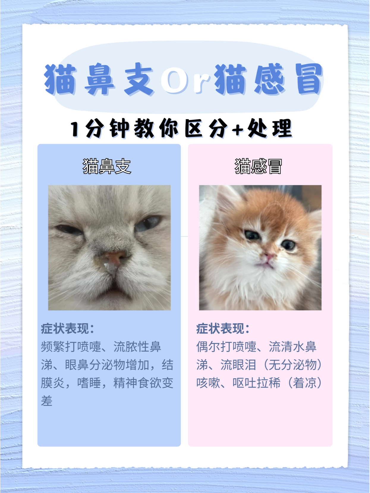 宠物猫咪感冒:一分钟教你区分猫鼻支or猫感冒_barf_症状_治疗