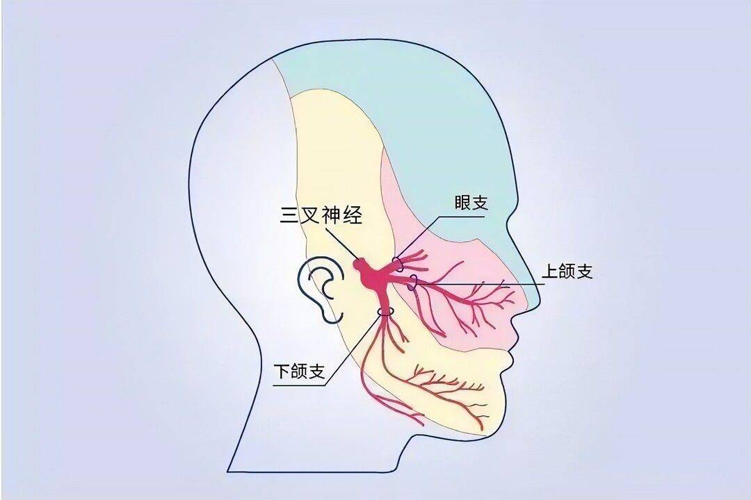 三叉神经的位置图片