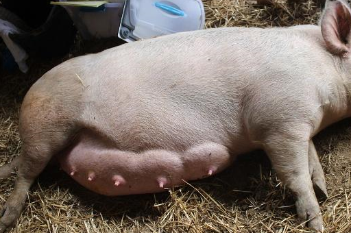 猪场母猪超过了预产期还不下猪,养猪人应该怎么办?_死胎_前列_办法