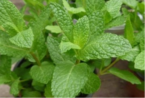 薄荷精油去头油.