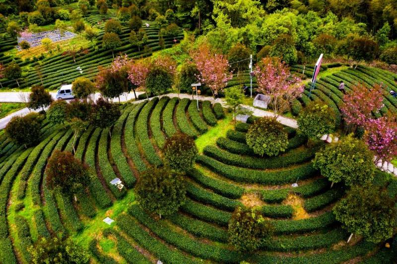 茶香满园,绿意盎然,奇景茶业用一杯好茶诠释茗香品质