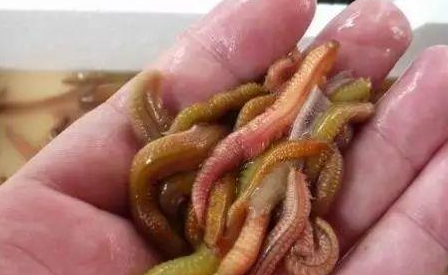 婆婆说这要卖200块一斤!_煤炉_虫子_老家