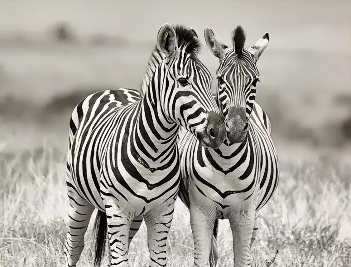 日出时的平原斑马，莫卡拉国家公园，南非- Bing Gallery · Peapix, image size:1126x859