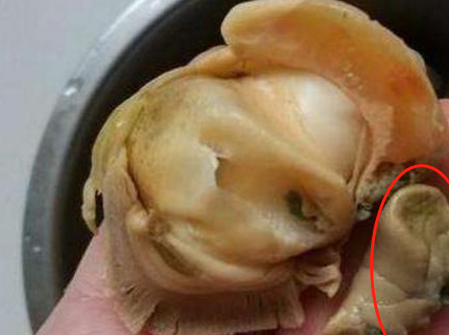 海螺壳内是"屎"还是"黄",很多人都搞错了,也是"暴殄天物"_时候_部分