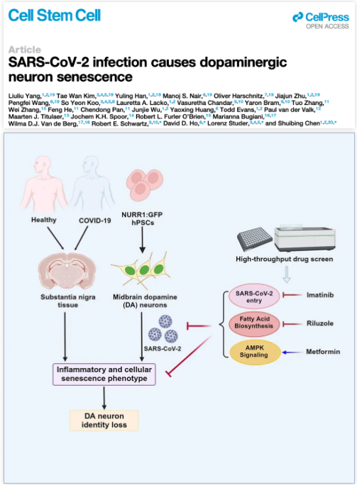 陳水冰/何大一團隊證實新冠病毒可感染多巴胺能神經元