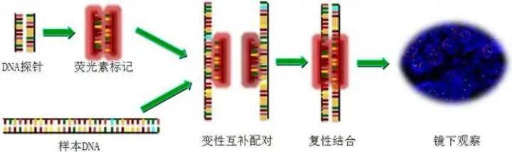 这么全的fish(荧光原位杂交)技术全攻略,必须拿小本本记下来!