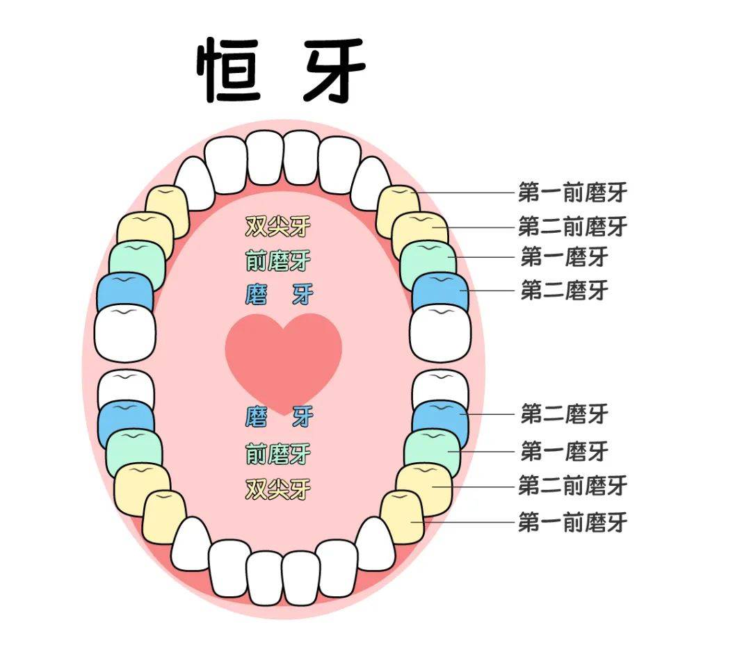 孩子牙齿上像长了犄角是怎么回事?