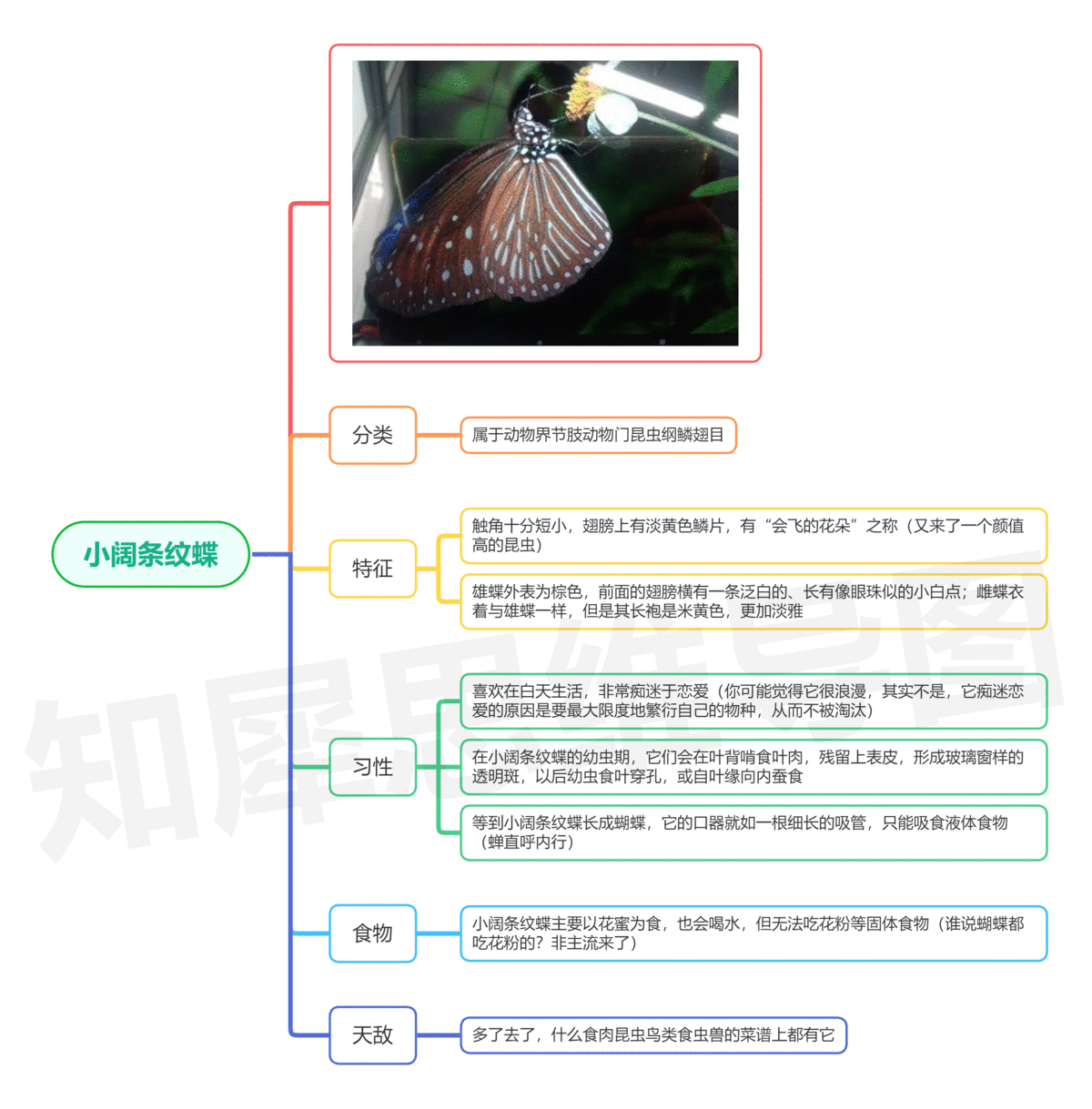 昆虫记蜣螂思维导图图片