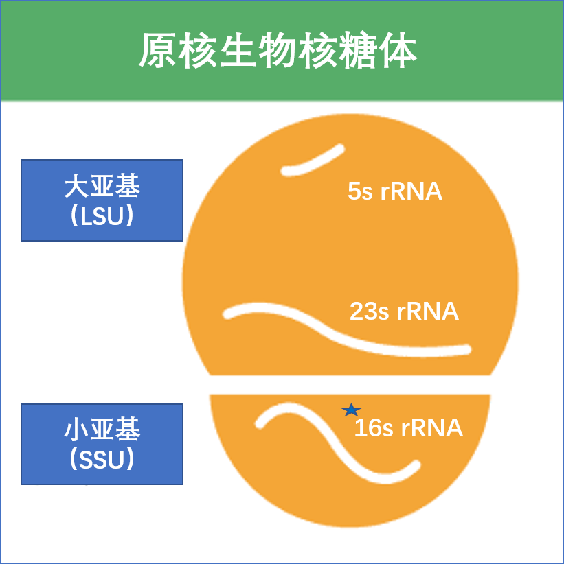 16s rrna 代表16s核糖体核糖核酸