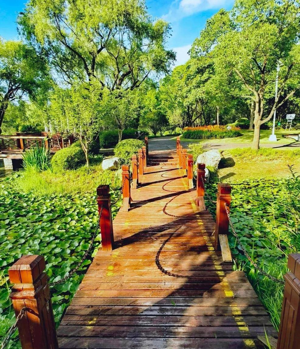 上海闵行陈行公园令人醉_竹林_大自然_宁静