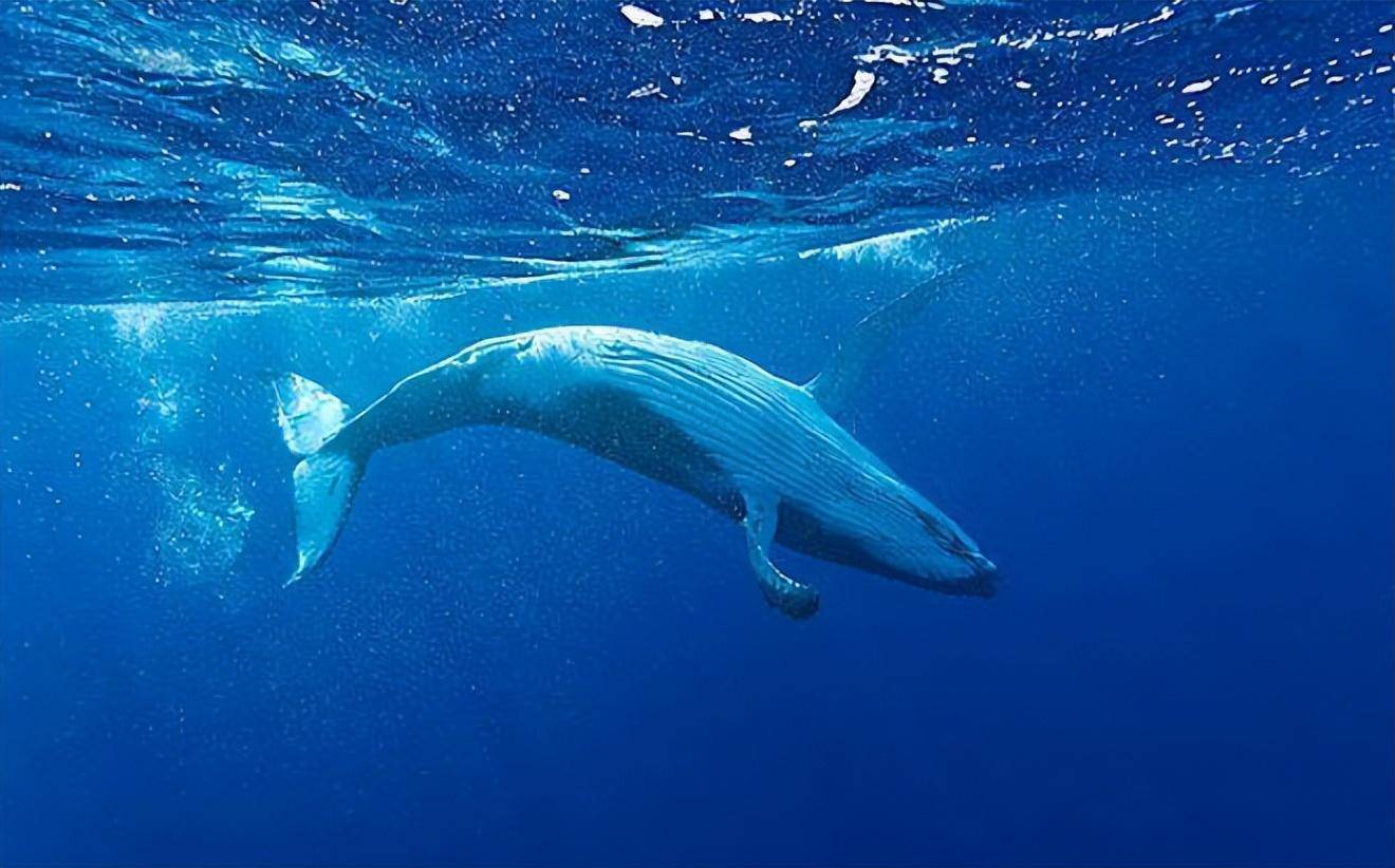 鲸鱼呼吸需要浮出水面,网友:水下睡觉的时候会不会被憋死?