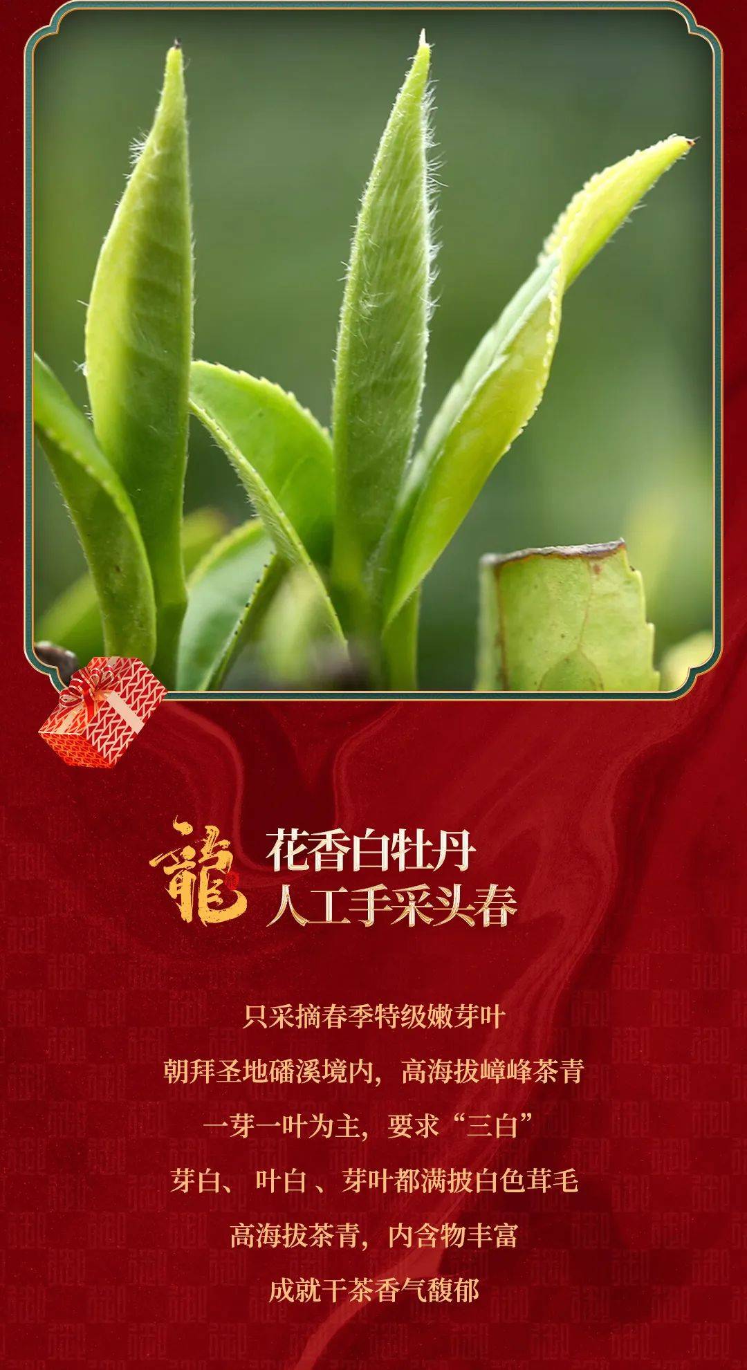 御茶园龙年新品—蟠龙系列白茶【龙】重登场_白牡丹_银针_京东商城