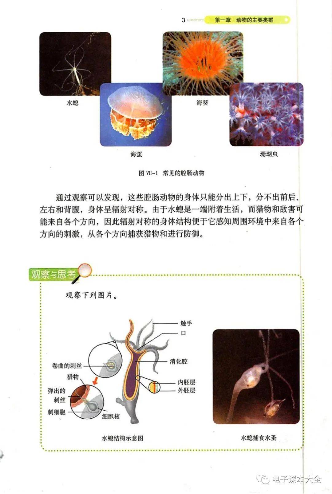 鲁科版八年级上册生物电子课本