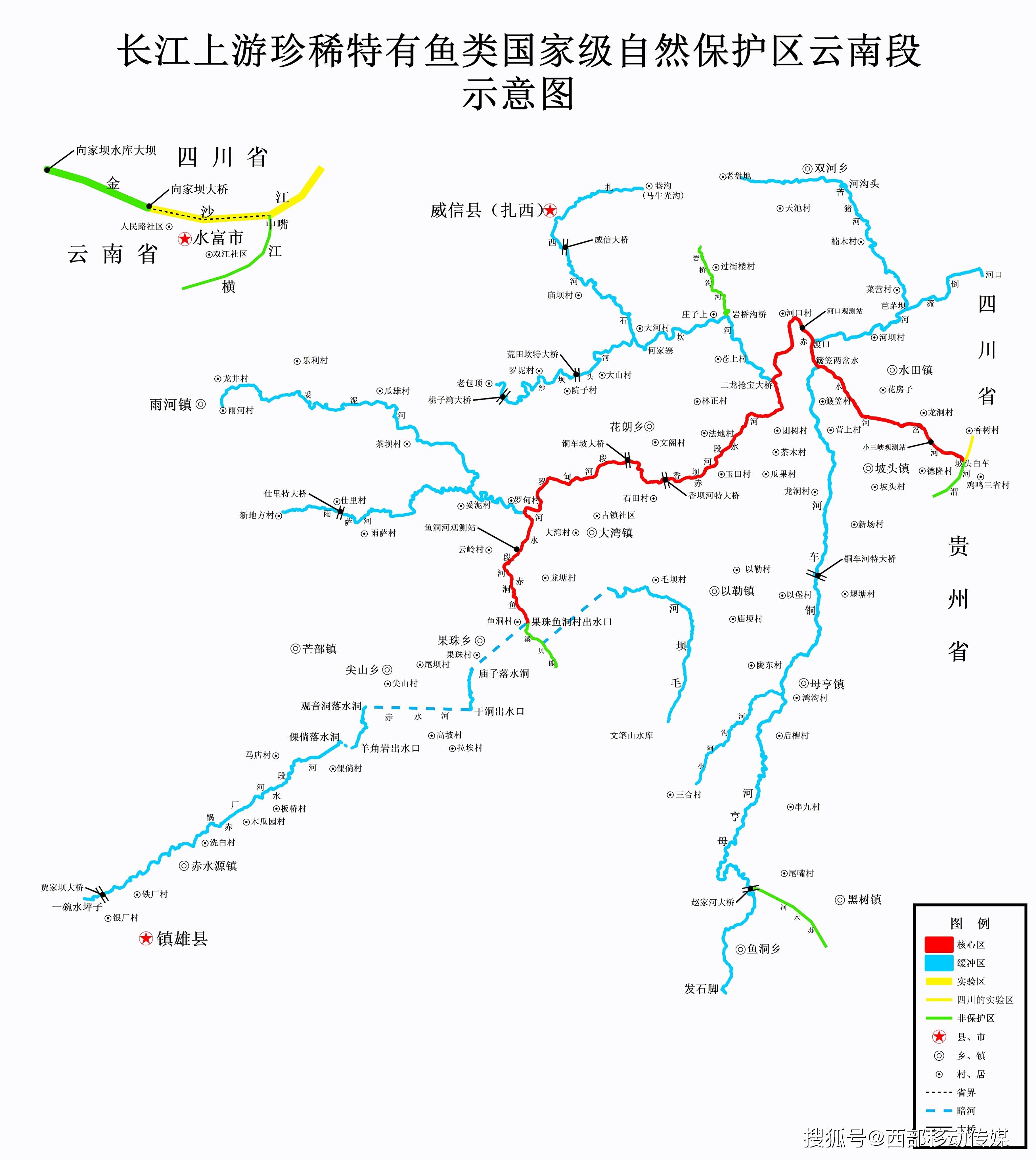 长江上游珍稀特有鱼类云南段科普④长薄鳅:从不吃素的