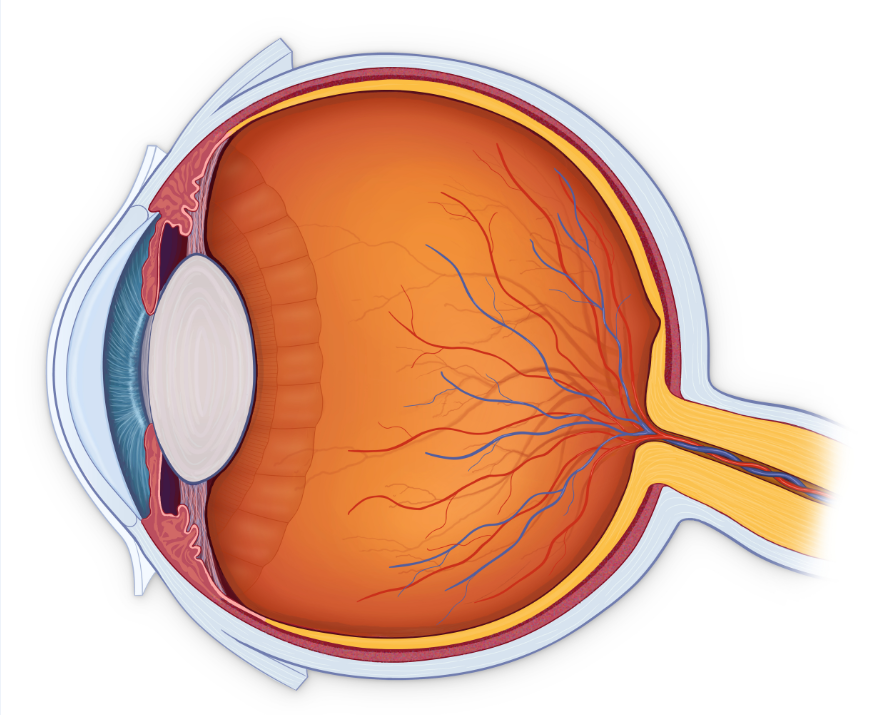眼睛晶状体混浊有办法恢复透明吗?"讳疾忌医"真存在!