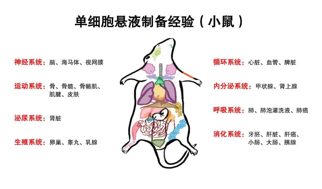 小白鼠心脏图图片