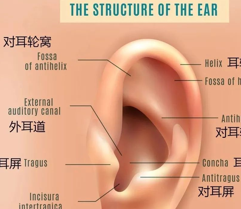 耳朵部位图解大全图片