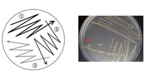 如何利用lb平板进行划线及分离细菌