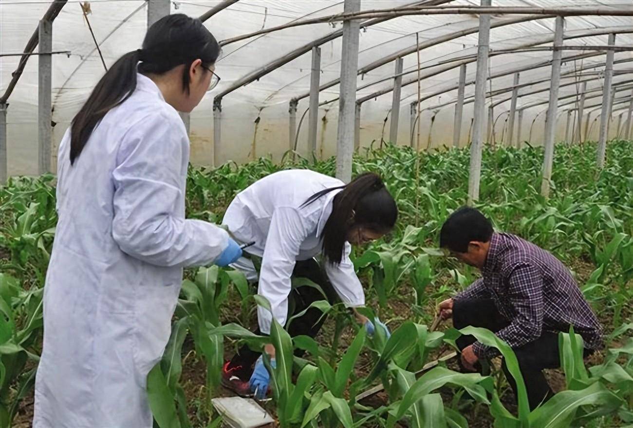 這樣才能準確用肥,避免過量施肥,從而協調植株營養生長和生殖生長的