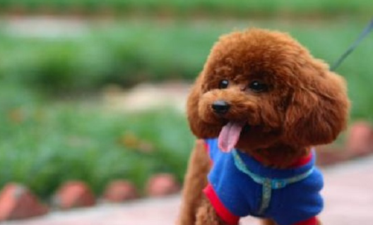 想知道自己养的泰迪纯不纯?来看看这5点就知道了_眼睛_纯种_狗狗