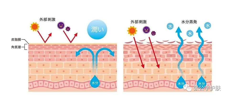 物理性屏障由皮脂膜,角質層角蛋白,脂質,