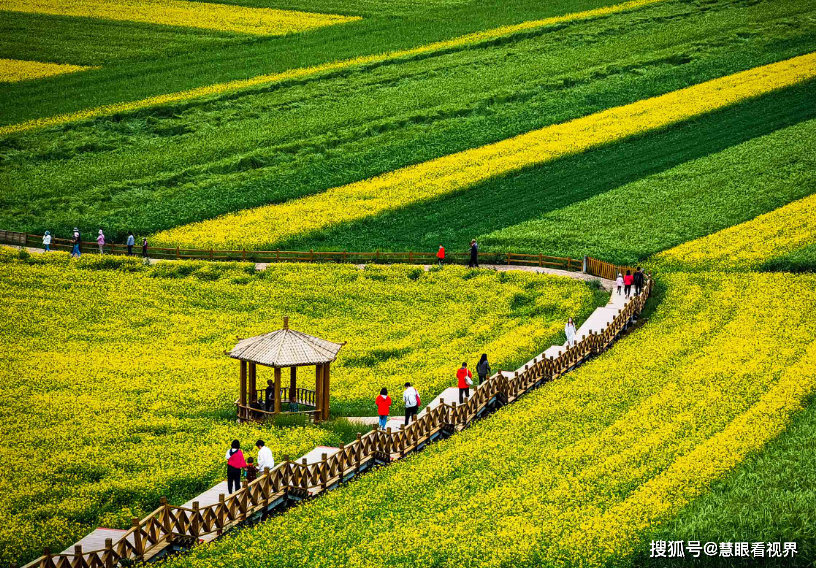 打响早春第一枪——北方油菜花设计正当时_品种_问题_景区