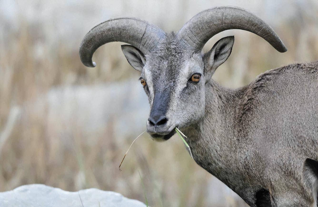 人类_羊角_体型