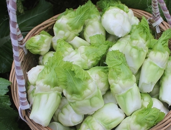 儿菜_蔬菜_苦味