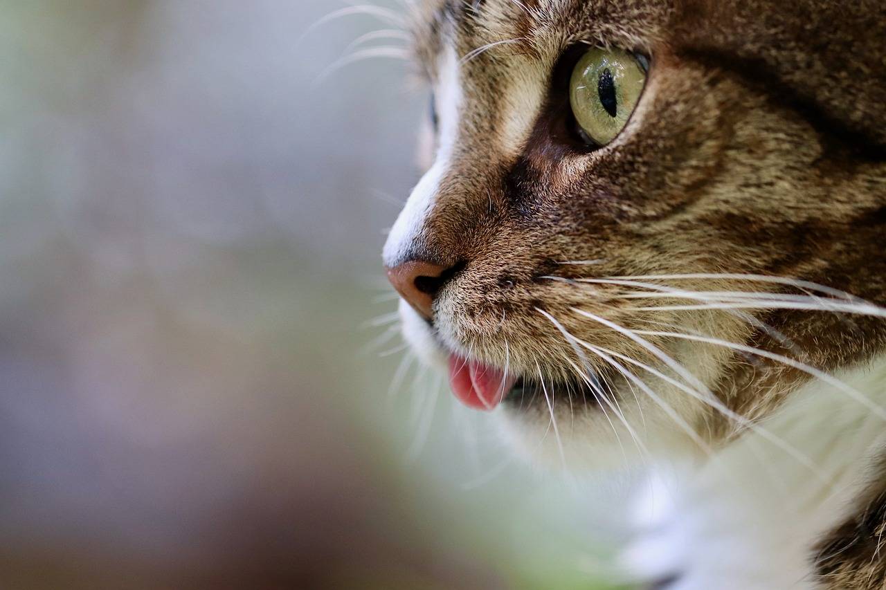 客套話;猴山救貓吹哨女孩發聲;獨臂猴與貓和諧共處